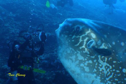 Mola Mola & Diver at Bali with my Olympus C 7070 by Taco Cheung 